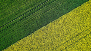 今年安徽省糧食總產(chǎn)4019萬噸