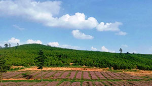 云南農業(yè)種質資源保護利用成效明顯