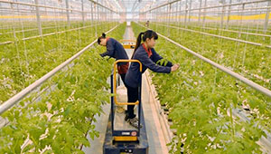 河北一產(chǎn)增加值近半來自特色農業(yè)