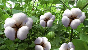 推動(dòng)良好棉花生產(chǎn) 促進(jìn)棉花綠色發(fā)展