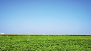 河南：“高標(biāo)準(zhǔn)農(nóng)田+”的新模式