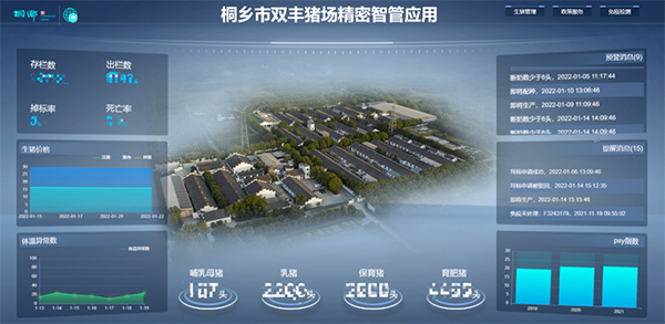 養豬也靠高科技，小耳標里藏著大玄機