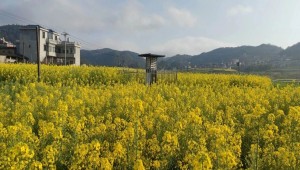 萬(wàn)象“耕”新不負(fù)春，托普云農(nóng)助力描繪春耕春管科技新圖景