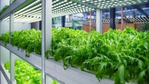 會議通知 | 第二屆全國智能植物工廠學術研討會第二輪通知